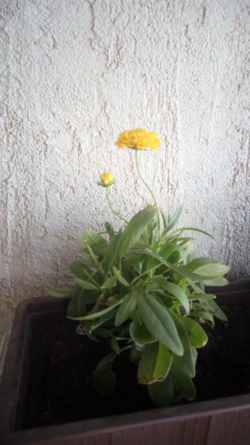 Apartment Butterfly Split - For Rest And Relaxation Extérieur photo