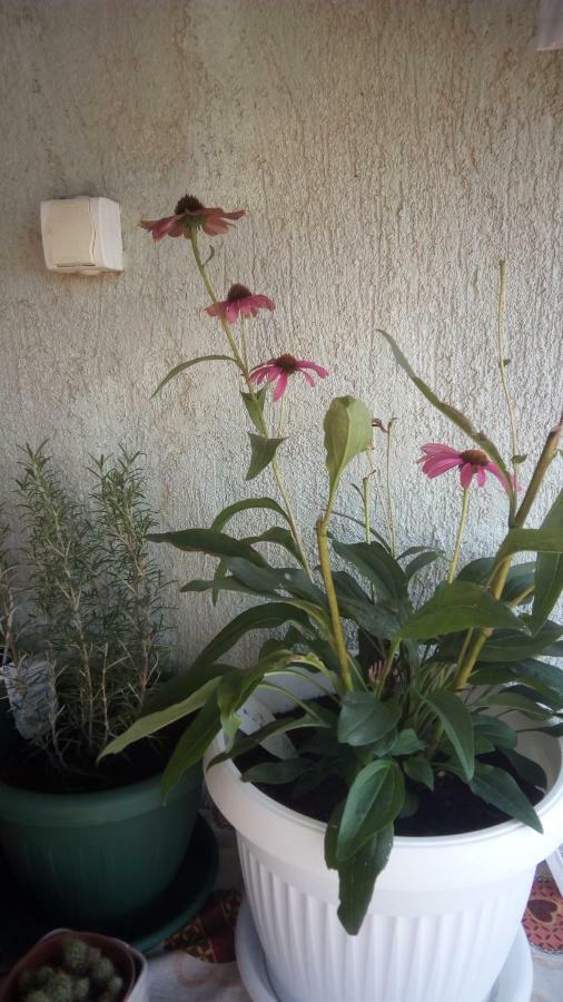 Apartment Butterfly Split - For Rest And Relaxation Extérieur photo